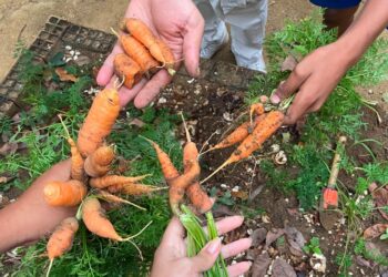 (Se)mentes Criativas: projeto do CAPSi de Cariacica usa horta e plantio no tratamento de crianças e adolescentes