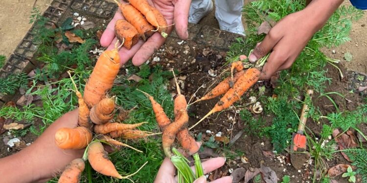 (Se)mentes Criativas: projeto do CAPSi de Cariacica usa horta e plantio no tratamento de crianças e adolescentes