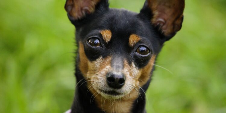Mais 150 vagas de castração gratuita de cães e gatos serão abertas nesta quarta-feira (12)