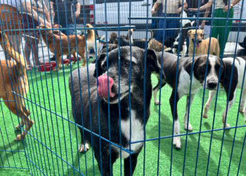 Evento de adoção terá mais de 30 animais em busca de um novo lar neste fim de semana