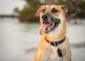 Inscrições para castração gratuita de cães e gatos já estão abertas; veja como se inscrever