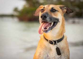 Inscrições para castração gratuita de cães e gatos já estão abertas; veja como se inscrever