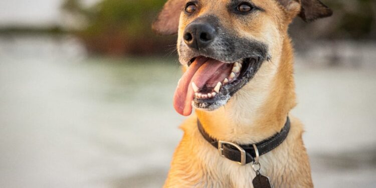 Inscrições para castração gratuita de cães e gatos já estão abertas; veja como se inscrever