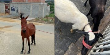 Secretaria de Serviços recolhe animais soltos em via pública em Cariacica Sede