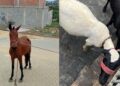 Secretaria de Serviços recolhe animais soltos em via pública em Cariacica Sede