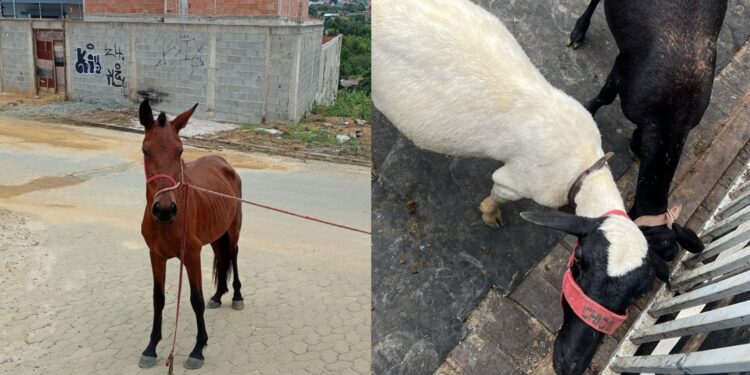 Secretaria de Serviços recolhe animais soltos em via pública em Cariacica Sede