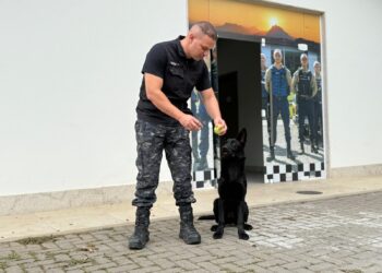 Conheça o Blade, novo cão farejador da Guarda Municipal de Cariacica