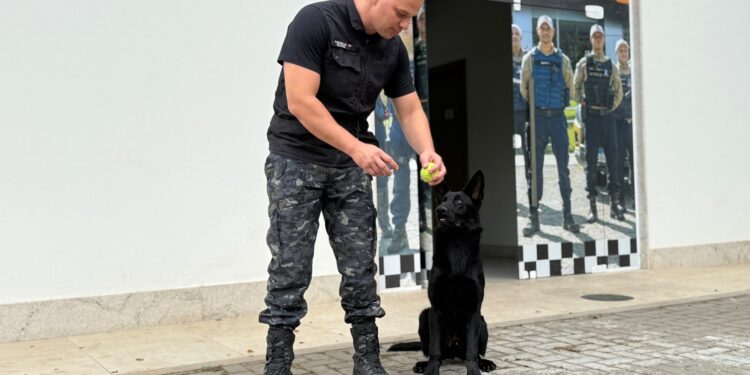 Conheça o Blade, novo cão farejador da Guarda Municipal de Cariacica