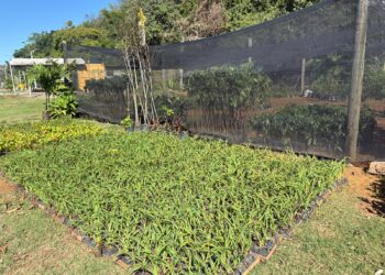 Horta comunitária é implantada no Parque O Cravo e a Rosa, em Nova Brasília
